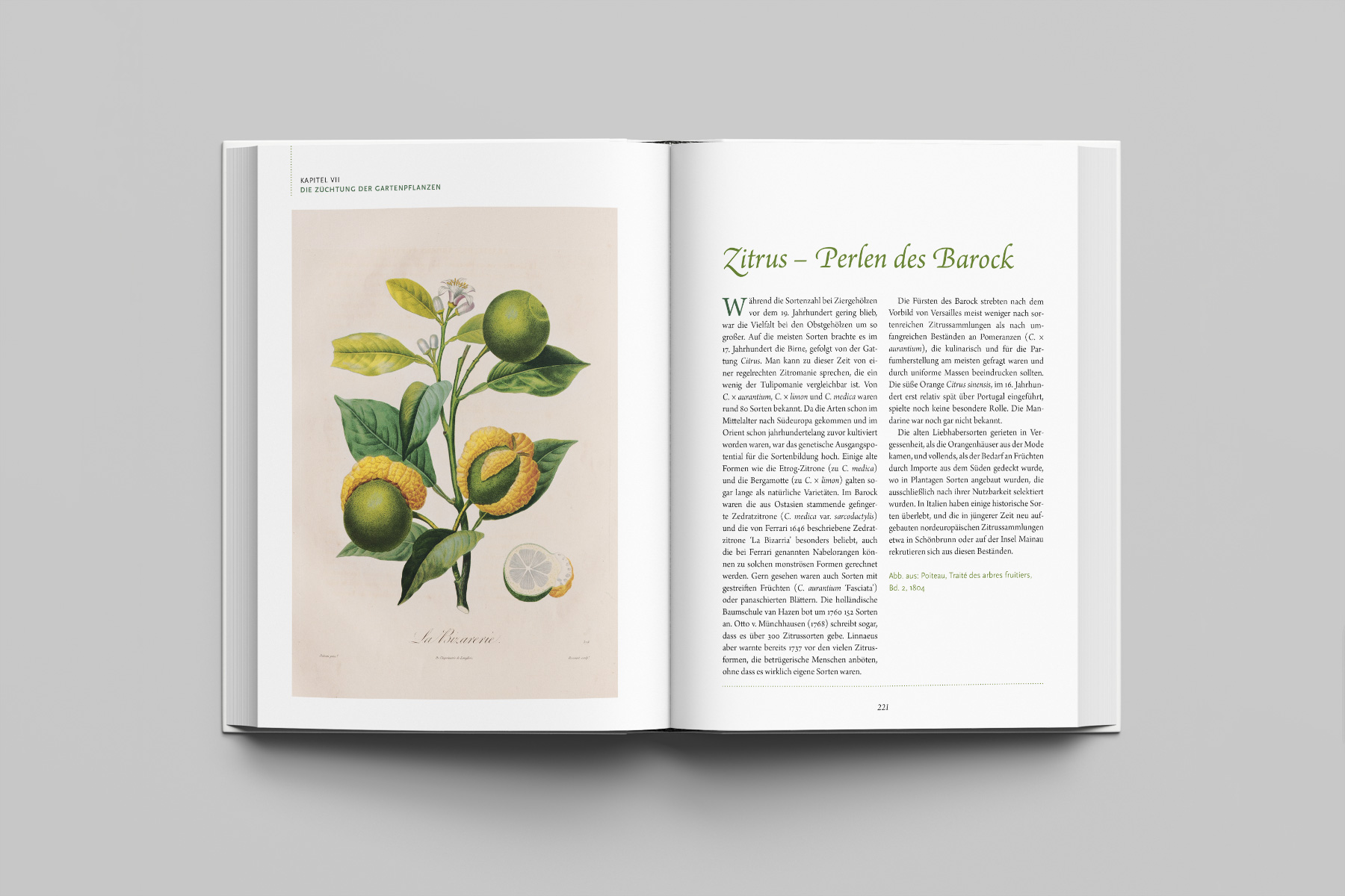 Doppelseite mit botanischer Illustration historischer Zitruspflanzen und begleitendem Fachtext. Hochwertiges Buchlayout mit kunstvollen Naturmotiven.