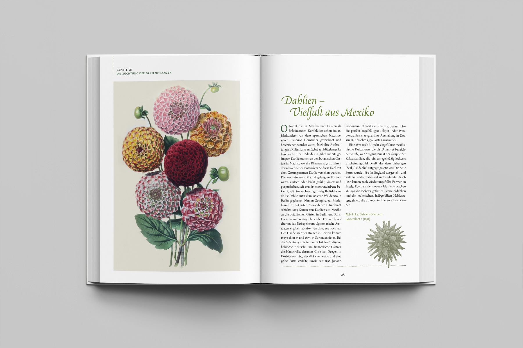 oppelseite mit botanischer Illustration von Dahlien und begleitendem Fachtext. Klassisches Buchlayout mit feiner Typografie und kunstvoller Pflanzenzeichnung.