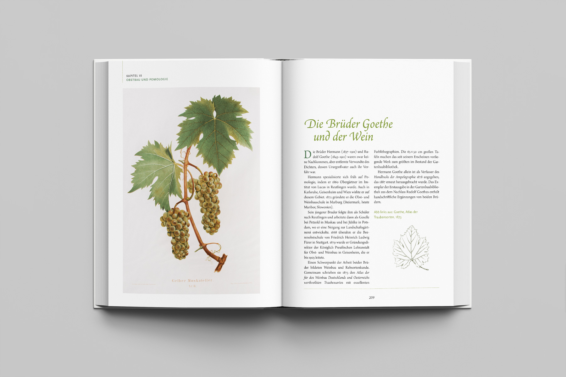 Doppelseite mit historischer Illustration einer Weinrebe und begleitendem Fachtext. Klassische Buchgestaltung.